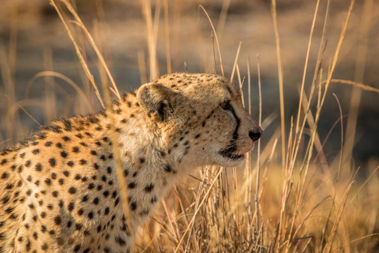 Laluka Safari Lodge - Welgevonden Game Reserve Eksteriør billede