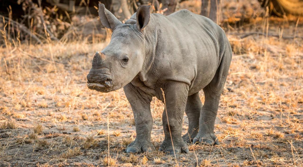 Laluka Safari Lodge - Welgevonden Game Reserve Eksteriør billede